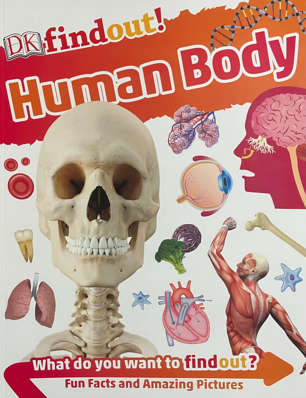 Find Out! Human Body